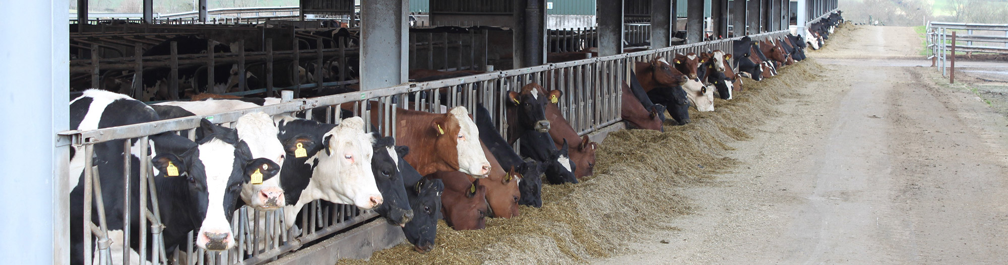 Cattle